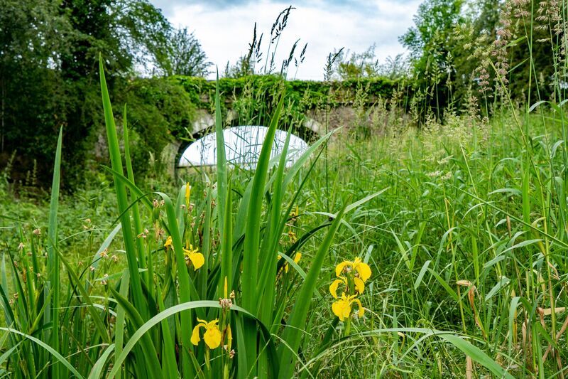 wetland in the canal basin 