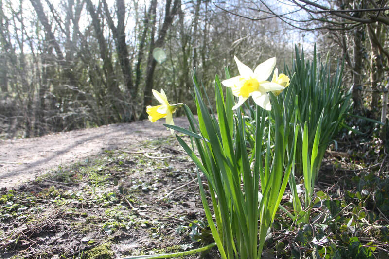 Daffodils on Sedgwick Canal Wildlife Area