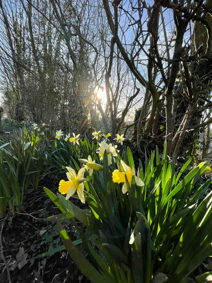 An image of yellow daffodills in a wooded area along the canal at Sedgwick