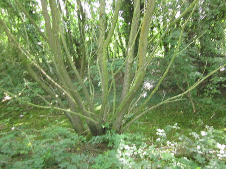 woodland recovery
