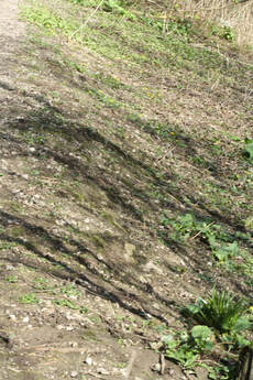 woodland recovery 2