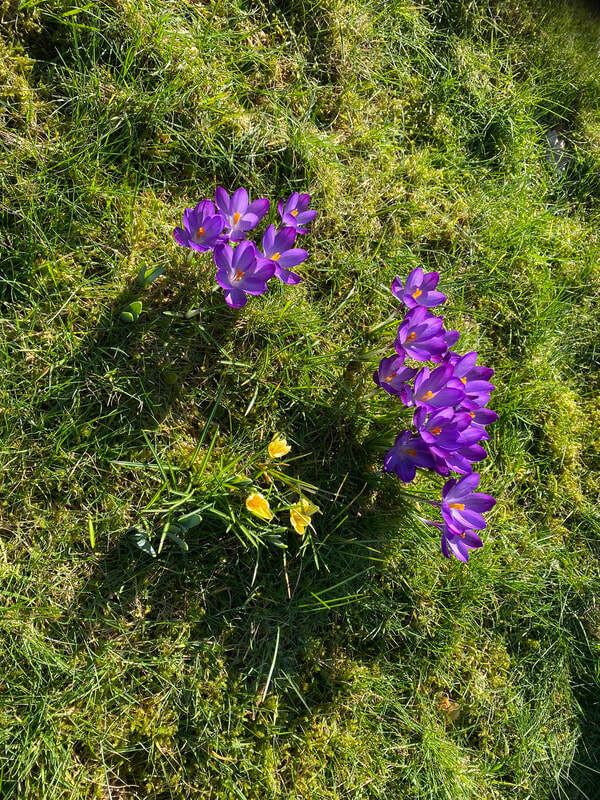 Crocus on The Millennium Playing Field Playground