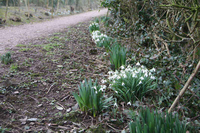 snowdrops at Sedgwick Canal Wildlife Area