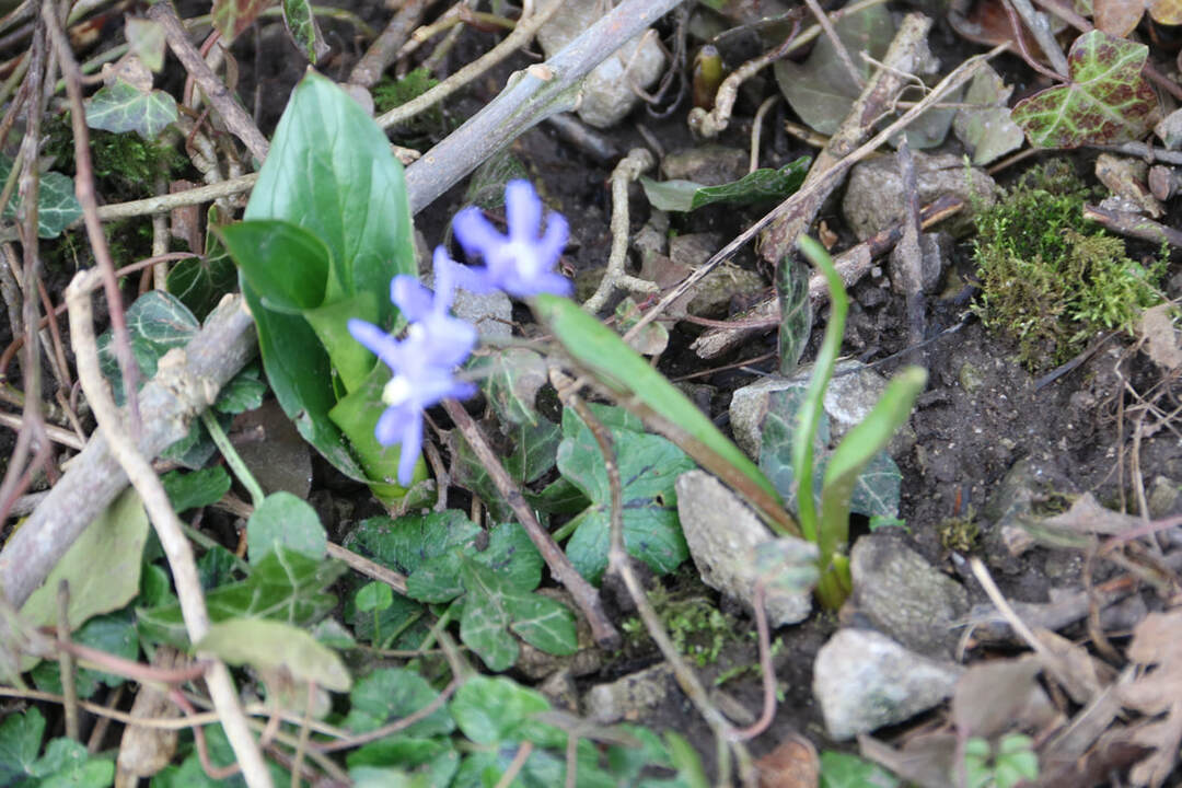 Bulb planting