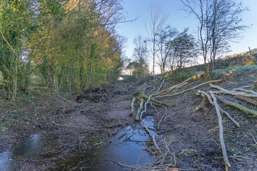 woodland recovery 3