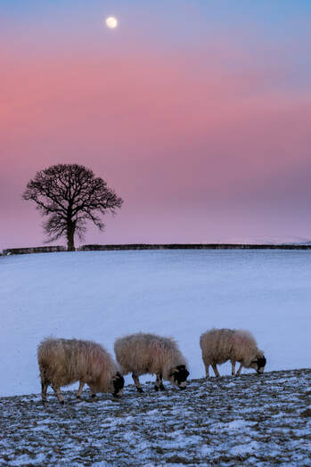 An wintry image of Gypsy Hill with pink sky, a leafless oak tree and sheep in the foreground